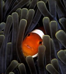 False anemonefish in anemone tentacles. Manado. Nikon F90... by Len Deeley 